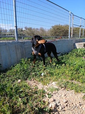 Äcco sucht ein schönes Zuhause Bild 3