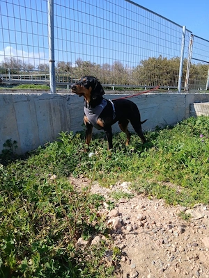 Äcco sucht ein schönes Zuhause Bild 5