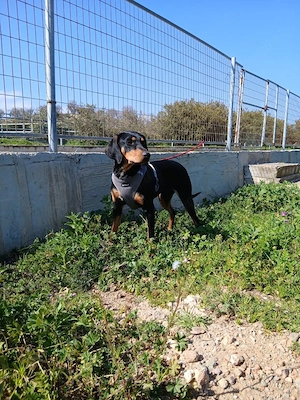 Äcco sucht ein schönes Zuhause Bild 2