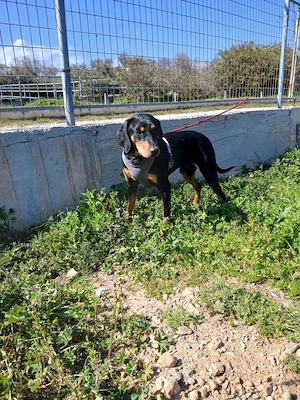 Äcco sucht ein schönes Zuhause Bild 4