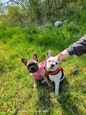 Französische Bulldoggenwelpen, Französische Bulldoggen zu verkaufen 