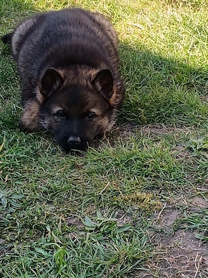 Verkaufe Schäferhund Welpen 