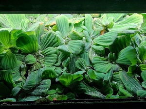 Schwimmpflanzen für Aquarium oder Teich 