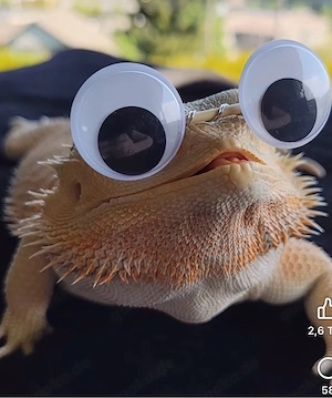 suche Bartagamen  Leguane