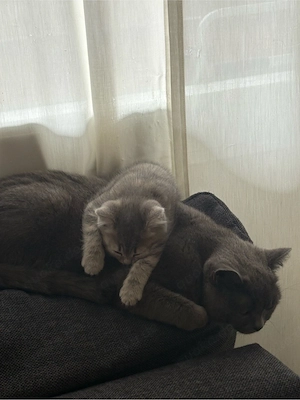 BKH Kitten (1 übrig) Bild 8