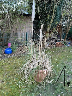 Pampasgras zu verschenken