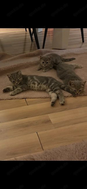 BKH Kitten (1 übrig) Bild 5