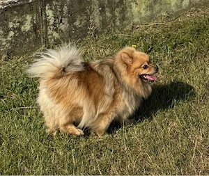 4 jährige Pomeranian Zwergspitz Hündin 