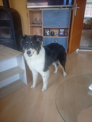 Verkaufe Australien Shepard 