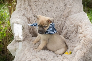 Chip-Nr. 272011 - Ich bin welpentypisch lieb, aktiv und neugierig