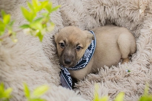 Welpe *JAMIE* - am liebsten würde er ganz schnell seine Familie finden