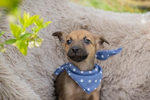 Chip-Nr. 271369 - Der fröhliche Welpe wartet auf ein Ticket ins eigene Familienleben