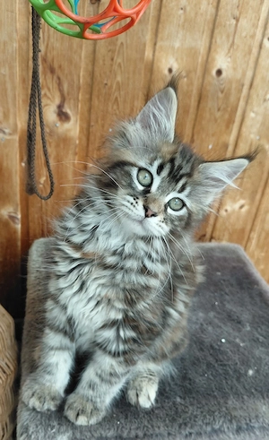 Main Coon Mädchen 