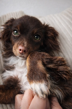 Wunderschöner liebevoller gepfleckter Chihuahua 