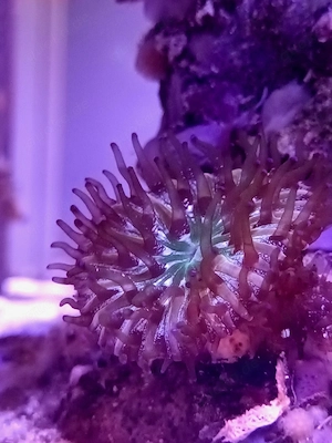 Korallenableger Korallen Meerwasser  Bild 5