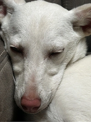    Kimmy einmal kennengelernt, für immer im Herzen   