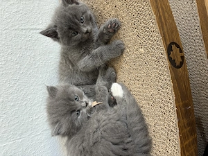 4 Blh   Bkh Kater ab Juni abzugeben