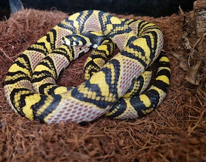 Vietnamesiche Mandarinnatter - Euprepiophis Mandarinus