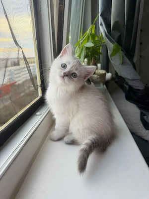 katze sucht ein zu Hause 