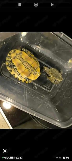 Zwei Wasserschildkröten