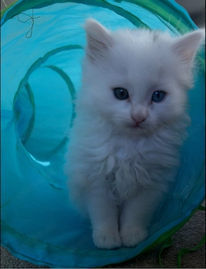 Zwei süße Kitten (Nala & Coco) suchen ein liebevolles Zuhause   