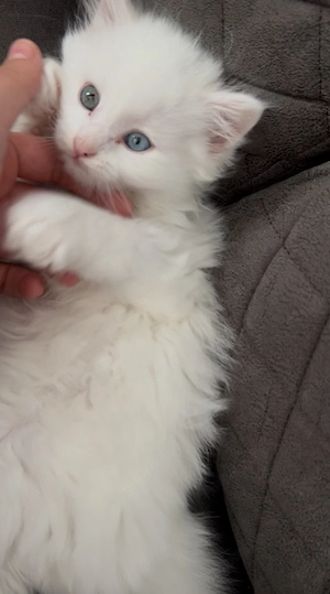 2 Süße Kitten suchen liebevolles Zuhause