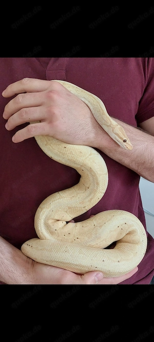 Königspyton Banana Pinstripe Yellowbelly 