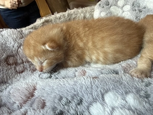 Katzen kitten abzugeben  Bild 2