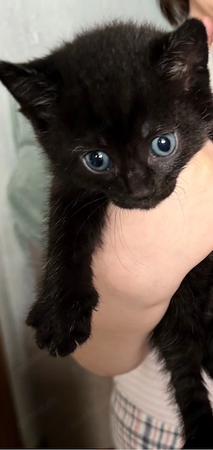 Kitten-Mix zu verkaufen