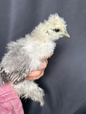 Schöner Zwergseidenhuhn Hahn gesperbert