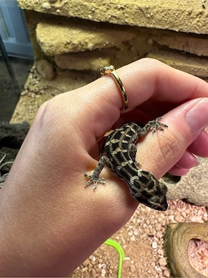 Vipernschwanzgeckos abzugeben