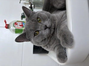 Britisch Kurzhaar  Kater 8 Monate 