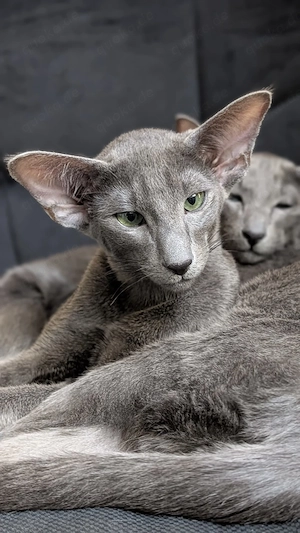 Wunderschöne OKH Peterbald Mix Kitten   liebevoll, verspielt & einzigartig 
