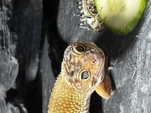 Wunderschöner männlicher Leopardgecko EUBLEPHARIS MACULARIUS