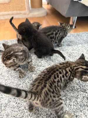 Fünf Bengal-Kitten-Mix