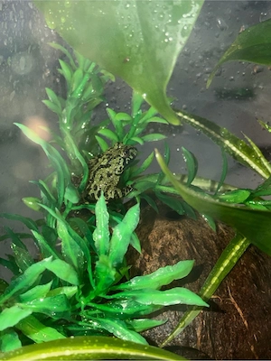 Suche: chinesische Rotbauchunken- Bombina orientalis