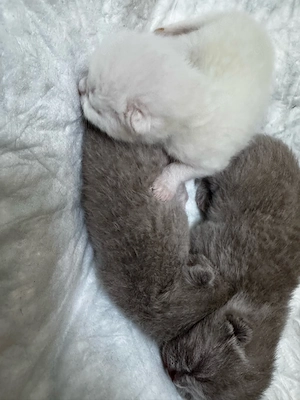 Wunderschöne unikfarber BKH kitten   