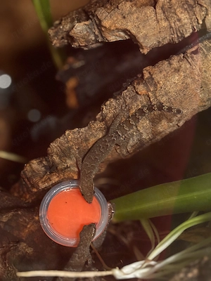 Jungferngeckos Lepidodactylus lugubris in verschiedenen Größen 
