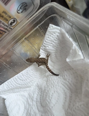 Angebot - Jungferngeckos - Lepidodactylus lugubris