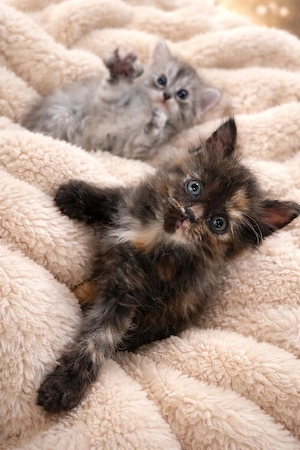 Maincoon BKH katze weiblich 