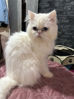 britisch langharre weiblich 1 jahr alt 