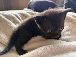 babykatze sucht ab juni neues zu hause
