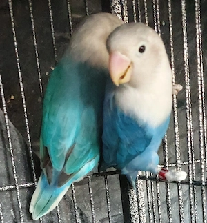 zahm Pfirsichköpfchen unzertrennliche Agaporniden