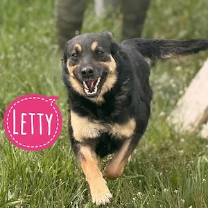 Letty, fröhliche, verspielte und wunderhübsche Mischlingshündin