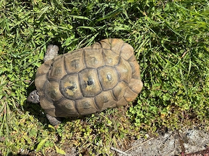 Maurische Landschildkröte (Testudo graeca)