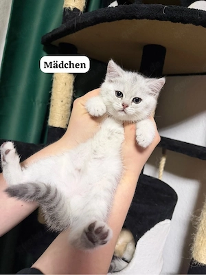 Wunderschöne Britisch Kurzhaar (BKH) Kitten