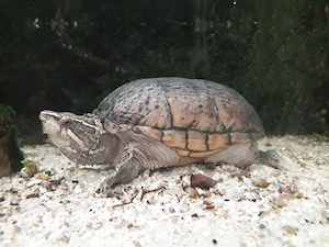 Moschusschildkröte Weibchen