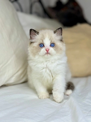 Ragdoll-Kätzchen Bild 2