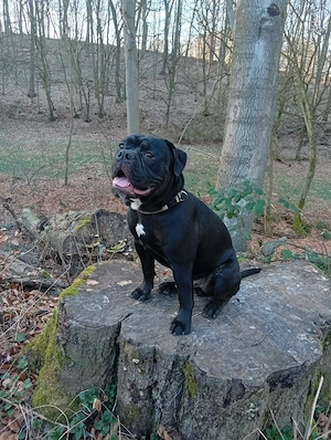 Old English Bulldog Rüde zu verkaufen 