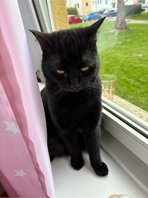 Josef sucht ein neues zuhause 